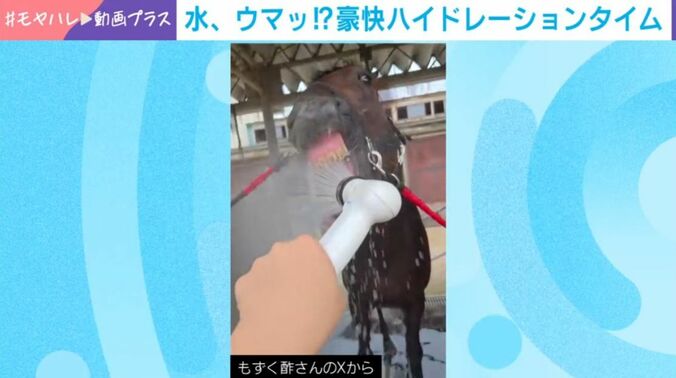 馬のノーブルビーチ