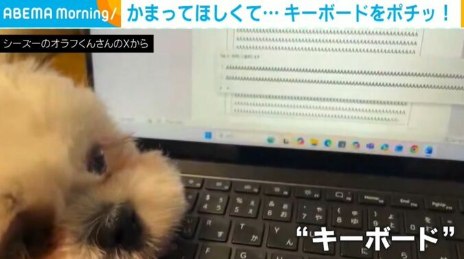シーズーのオラフくん