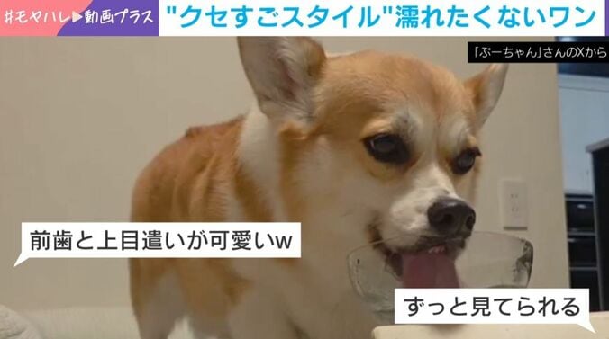ぷりん姫ちゃん