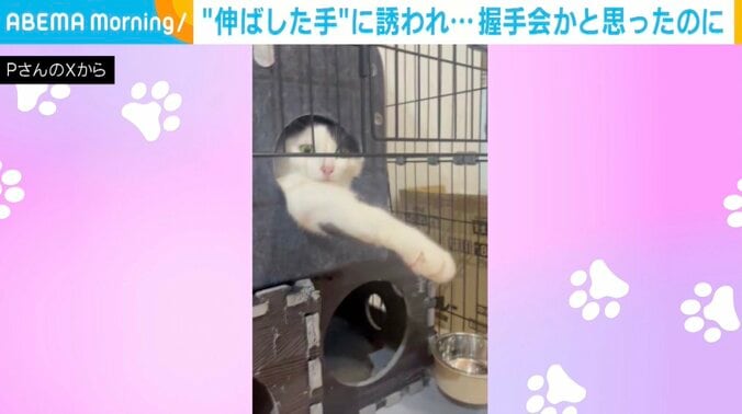 保護猫のミシェルちゃん