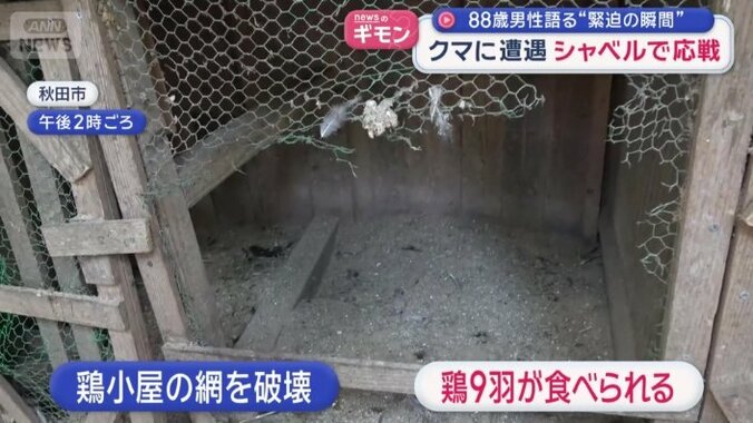 クマに鶏9羽を食べられた