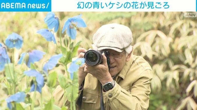 ケシの花を撮る観光客