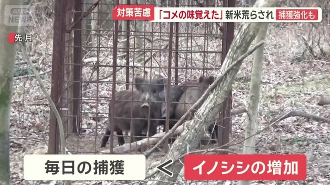 毎日捕獲もそれ以上にイノシシが急増