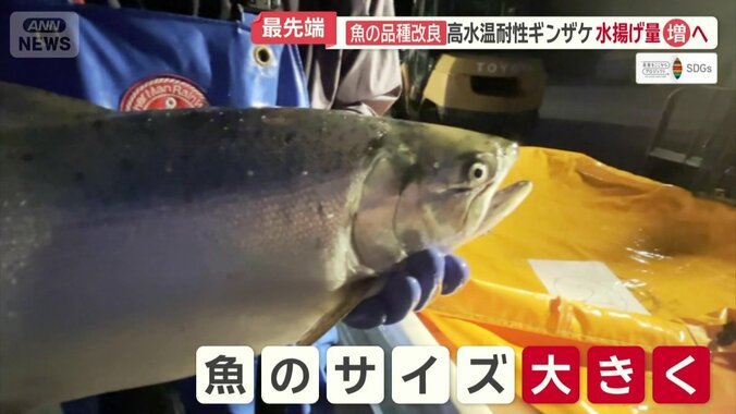 魚のサイズも大きく