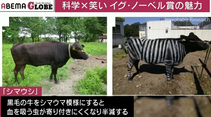 シマウシ