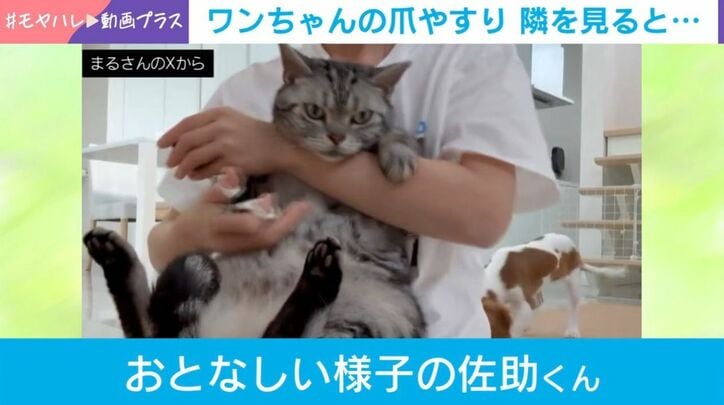 佐助くん