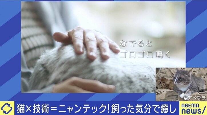 SNS最強コンテンツ“猫”「安易な気持ちで飼わないで」ご飯やトイレ、病院代…人気の裏に“飼育放棄”の現実も