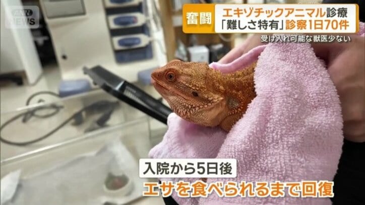 入院から5日後には、自分で餌（えさ）を食べられるまで回復