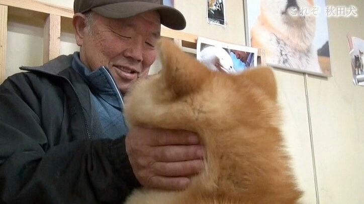 今や発祥の地に暮らすのはわずか30頭…プーチン大統領に贈られた「ゆめ」を育て上げた秋田犬ブリーダーの奮闘