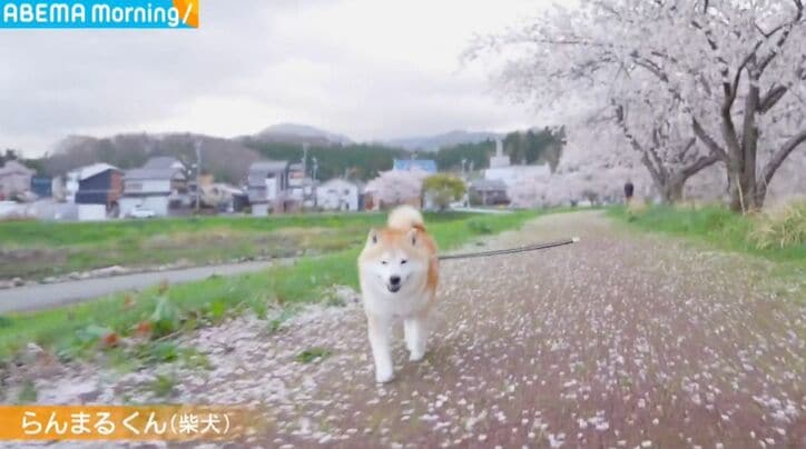 柴犬のらんまるくん