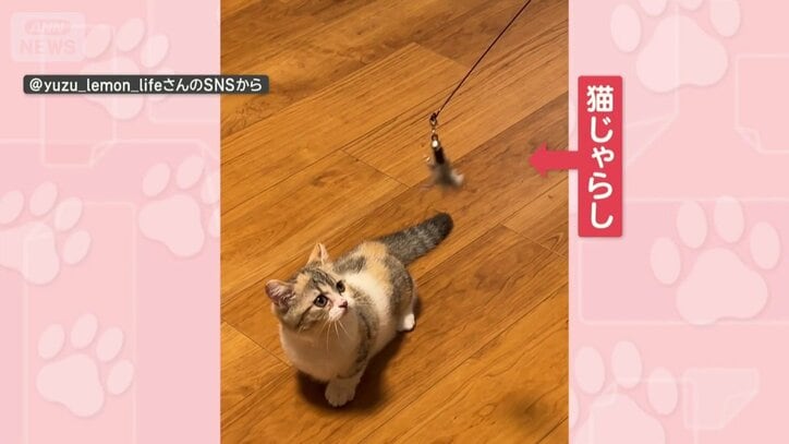 猫じゃらしで遊ぶネコちゃん