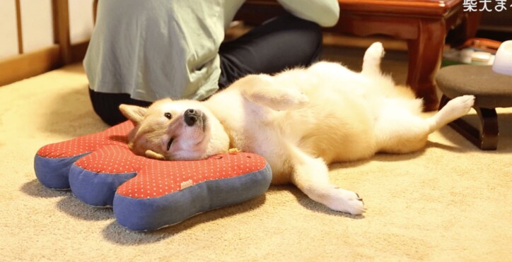 柴犬まる「まるくなってみたワン」可愛すぎて海外ファンからラブコールが止まらない