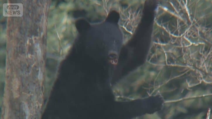 クマが柿の木登り大暴れ　“食への執念”？冬眠遅く12月も出没か