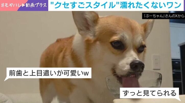 ぷりん姫ちゃん