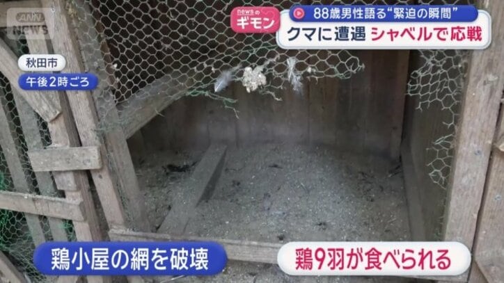 クマに鶏9羽を食べられた