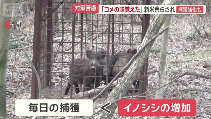毎日捕獲もそれ以上にイノシシが急増