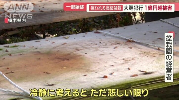 盆栽園の経営者「冷静に考えると、ただ悲しい限り」