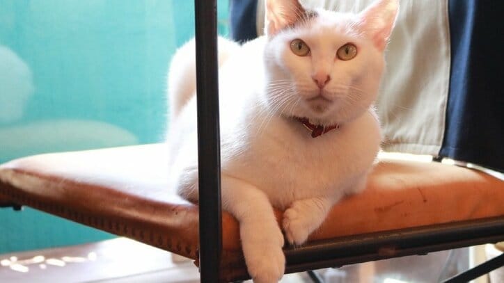 猫と旅、してみるニャ? 癒し系番組「旅猫ロマン」3作品が初放送