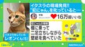 家族思いのネコ2匹が猛クレーム！ 叱った後は…飼い主「おやつで和解」