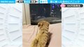 「誰かいる…」子犬が飼い主にSOS！ 窓に映った自分に“大パニック”の一部始終