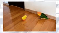 【映像】「逃げたつもりが近づいてた」シロハラインコの珍行動