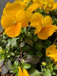 堀ちえみ『週末ごはん』