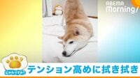 柴犬が風呂上がりに“セルフ拭き拭き” テンション高めの珍行動に悶絶の声