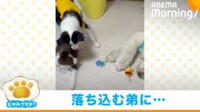 【映像】へこむ弟犬にそっと寄り添う兄犬