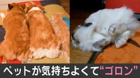 【映像】お尻ドライヤーに“うっとり”する3匹
