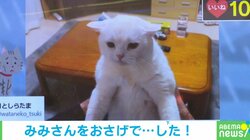 今年イチのショボくれよう…姉猫に叱られた弟の“しょぼん顔”に「愛情強すぎたかな」「納得してない顔すごい!」と話題