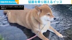 猛暑で“水嫌い”克服？ 柴犬が川で涼を取る姿に飼い主ビックリ