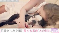浜崎あゆみ、愛犬との別れを報告「あゆさんと共に過ごせて幸せだったと思います」「たくさんの可愛い姿をありがとう」ファンも追悼