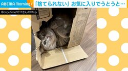 可愛すぎて捨てられない！“お気に入りの場所”でうとうとする猫に飼い主困惑