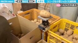 ベテラン農家の手作業とスピード同じ！？小型のジャガイモ選別ロボがSNSで話題沸騰！「ちょっと悩むところ可愛い」「頼もしすぎる！」