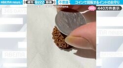 「不思議！」ルドラクシャと呼ばれる木の実 コインで挟むと起きる“不思議な現象”に「何これ...インド人たち教えて下さい！」