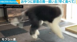 「早く食べなさい」大好きなおやつを前に「喜びの舞」をするイヌが話題