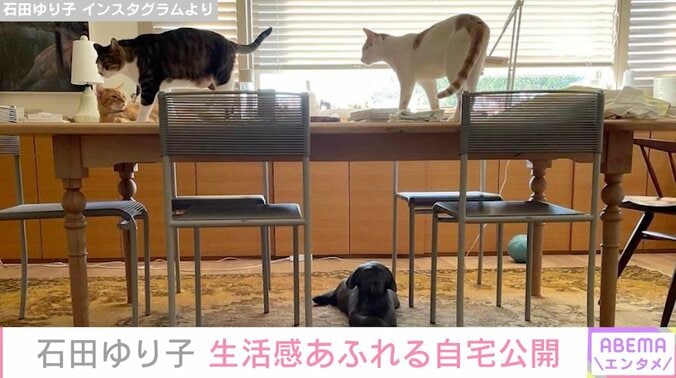 石田ゆり子、生活感あふれる自宅を公開「お見苦しく失礼します」ペットたちもリラックス 1枚目