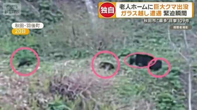 親子とみられるクマ
