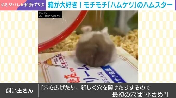 ハムスターのぐらくん