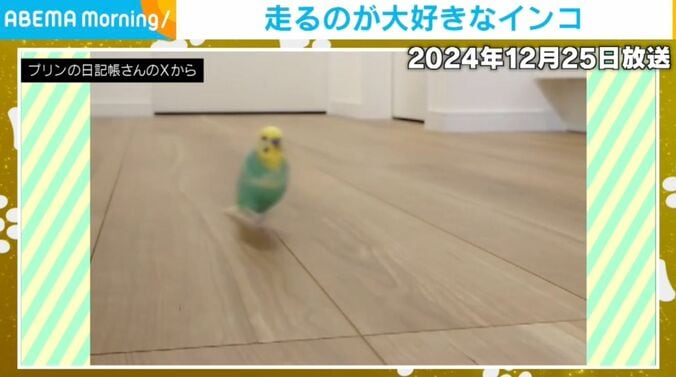 インコのプリンちゃん