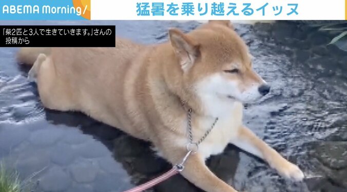 猛暑で“水嫌い”克服？ 柴犬が川で涼を取る姿に飼い主ビックリ 1枚目