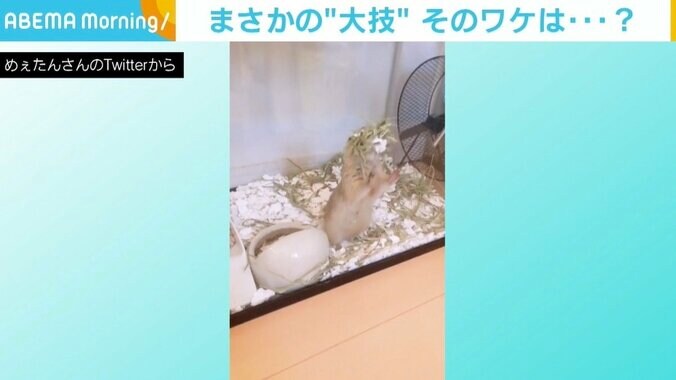 リスが決めたみごとな“バク宙”！ 飼い主は複雑な心境「脱走のためにしているので…」 1枚目