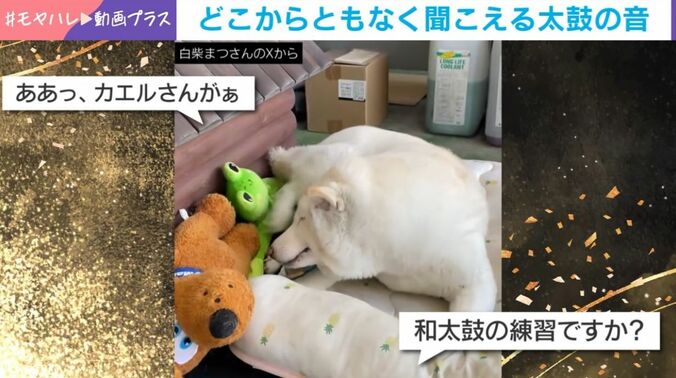 柴犬の「まつ」ちゃん（15歳）