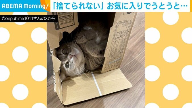 猫のおんぷちゃん