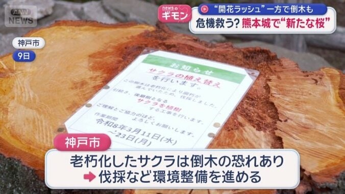 伐採など環境整備を進める