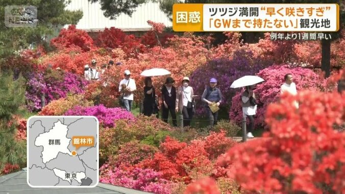 群馬県館林市で満開のツツジ