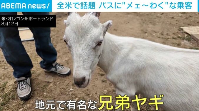 ヤギ