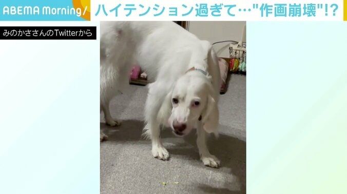 「今日は一段と傑作」「何があったらこうなるの笑」 “うちの犬、作画崩壊がひどすぎる”な1枚に反響 1枚目