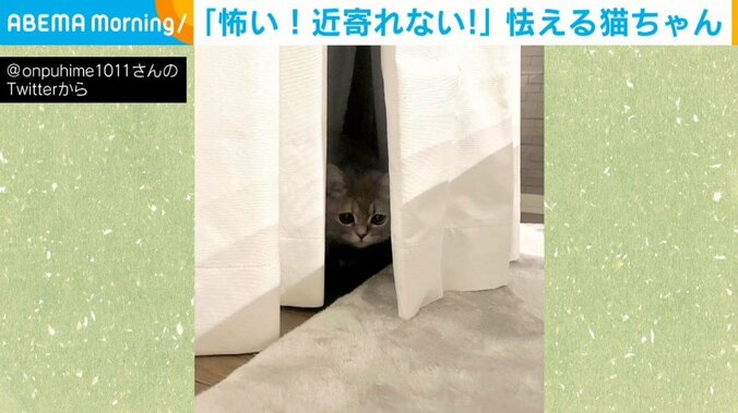「これは反則」 猫が叱られカーテン裏に隠れるも… “あざとい行動”に「アピール上手」の声 1枚目