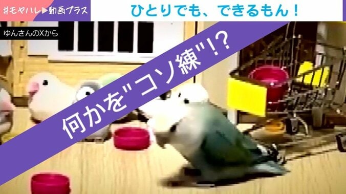 コザクラインコのパルくん（6歳）